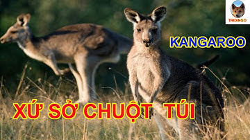 ÚC CHÂU KANGAROO, XỨ SỞ CHUỘT TÚI