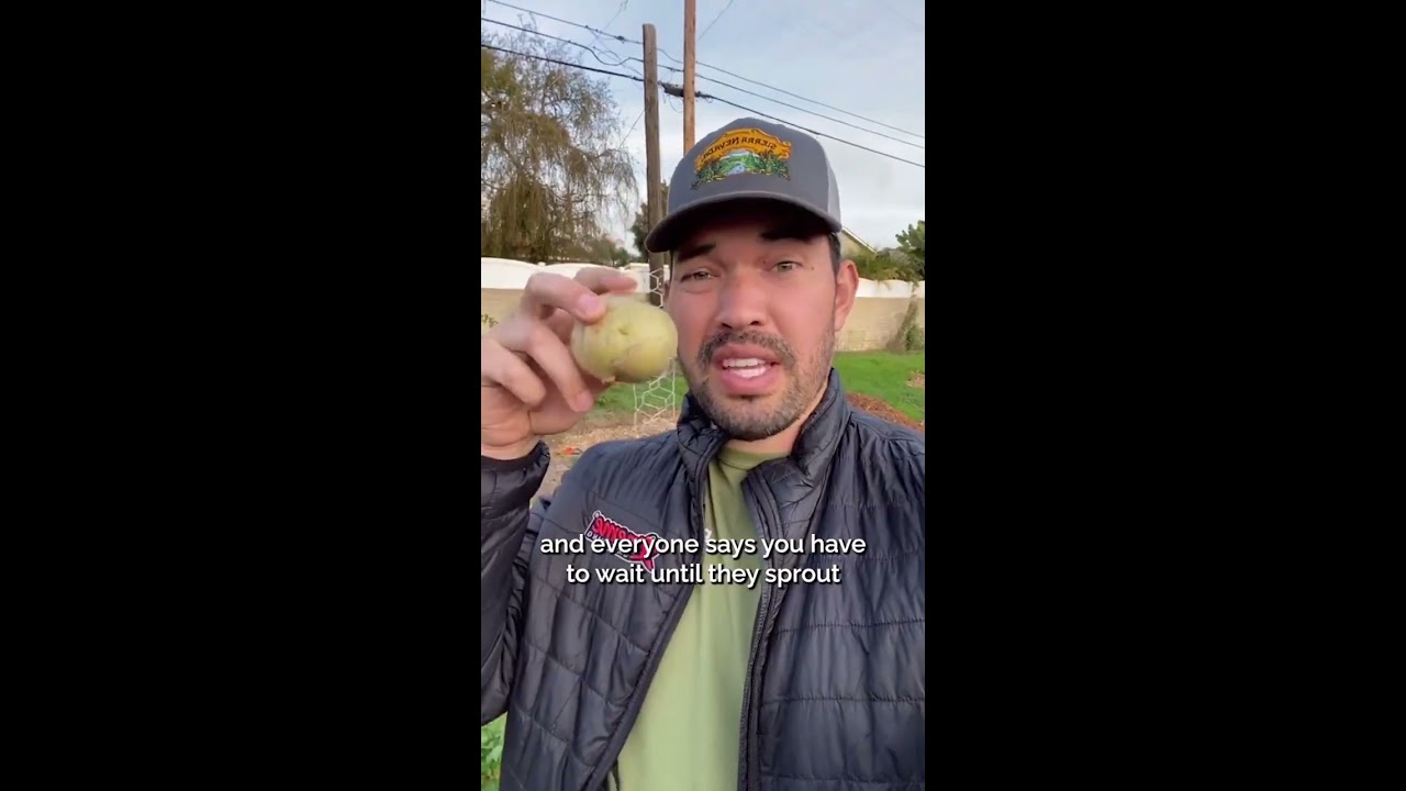 Testing Two Common Potato Growing Methods