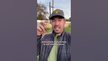 Testing two common potato growing methods