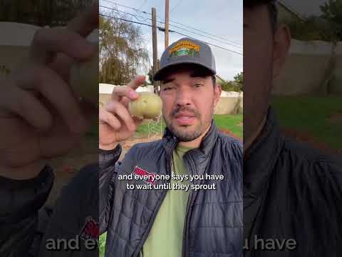Video: Aartappels in 'n sloot plant: gebruik die aartappelsloot en heuwelmetode