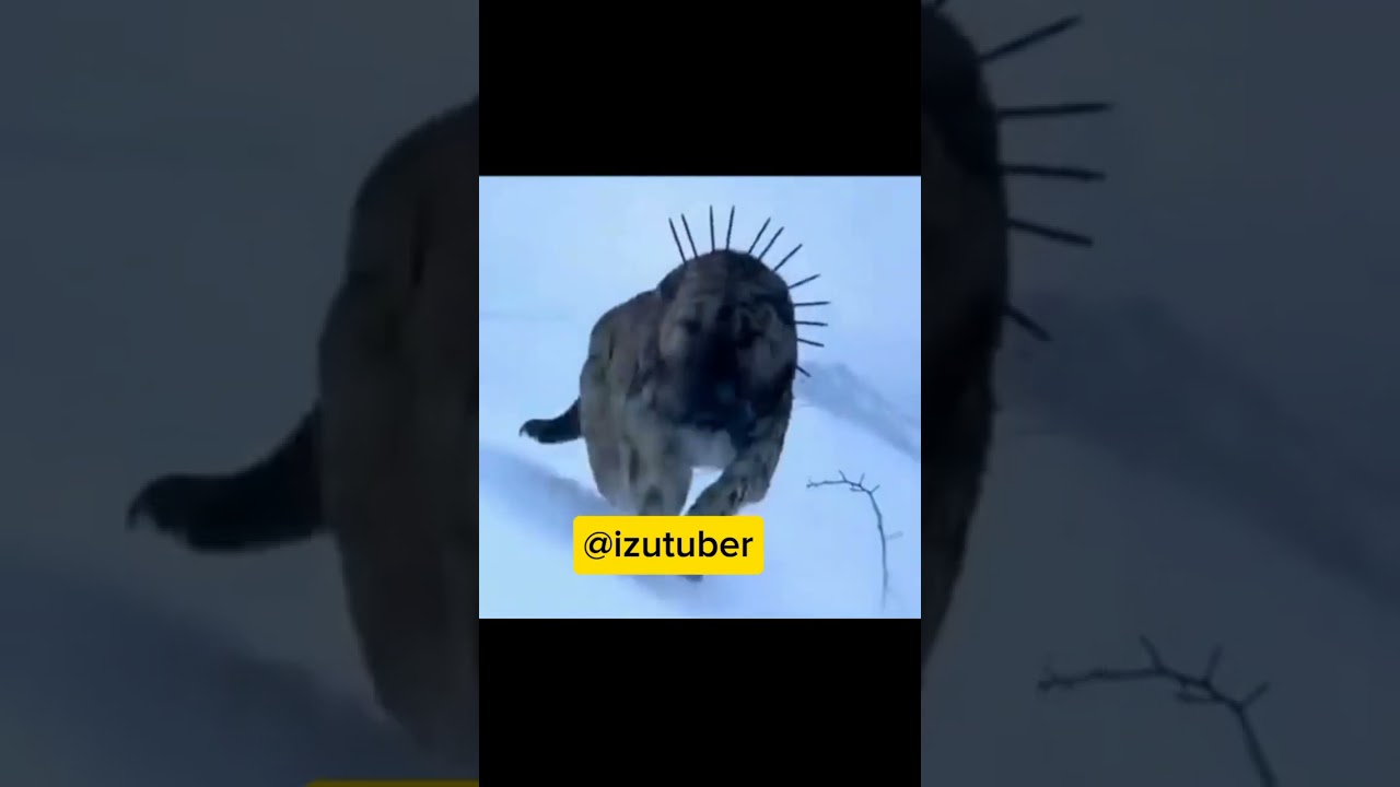 BEST ARMOR TO PROTECT SPECIAL DOGS OVER WOLVES: SPIKED COLLARS ✳️✴️