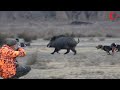 Yaban domuzu avı / Wild boar hunting