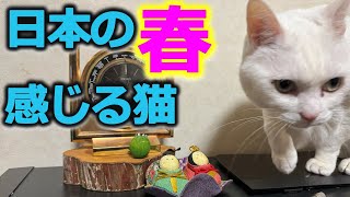 【猫】春が来たのでルンルンな猫がこちらです。