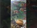 “Feeding Shrimp to My Parrot & Oscar Fish 🐟🔥 CRAZY Feeding Frenzy!” #parrotfishes #fish #aquarium