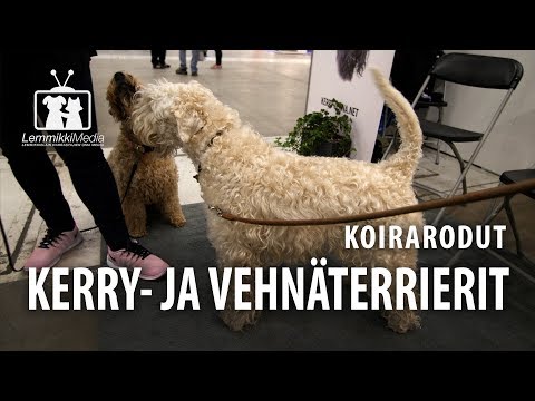 Koirat: Kerry- ja vehnäterrierit rotuesittely