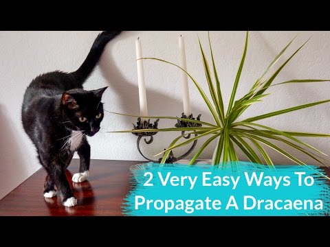 Video: Vanskeligheder Med At Dyrke Dracaena