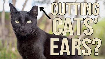 Trap-Neuter-Return FAQ!