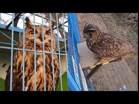 Every night, a mother and daughter eagle owl meet sadly...what's the story?
