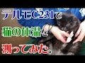 テルモC231で猫の体温を測ってみた。 CAT VIDEO 【Japanese】