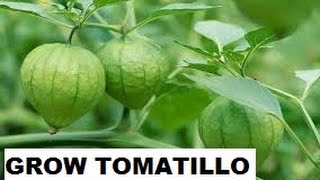 HOW TO SOW TOMATILLO SEEDS FOR GERMINATING!