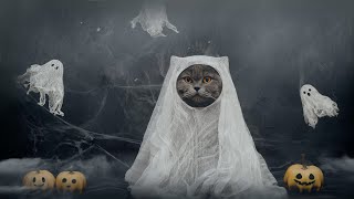 Ghost Cat 👻 Calming Music for Cats by Sound Sanctuary for Pets 572 views 6 months ago 1 hour