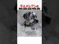ダルメシアンの取扱説明書　#ダルメシアン #大型犬のいる生活 #大型犬のいる暮らし #大型犬 #犬好きさんと繋がりたい #元気お届け