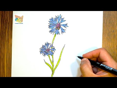 Vidéo: Comment Dessiner Des Bleuets