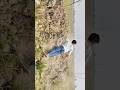 #south #had #action #shortvideo #trending #viralvideo #funny