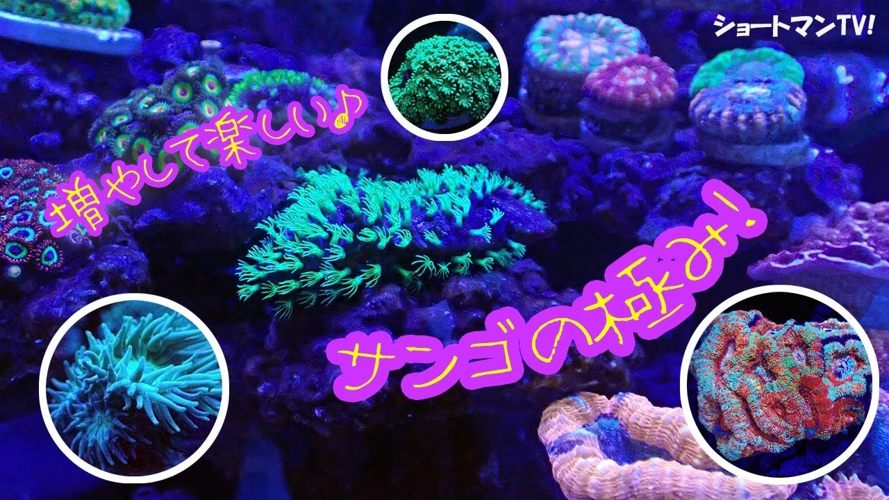 増やして楽しいサンゴの極み！ショートマンTV!