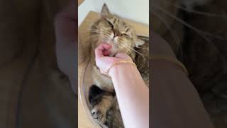 Daily Life With My Little Meow