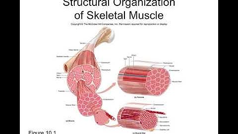 Chapter 10 Muscle Tissue Part1   YouTube