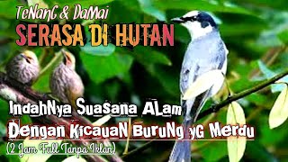 RELAKSASI SUARA BURUNG MERDU YANG BIKIN HATI TENANG DAN DAMAI‼ 2 Jam full Tanpa iklan screenshot 5