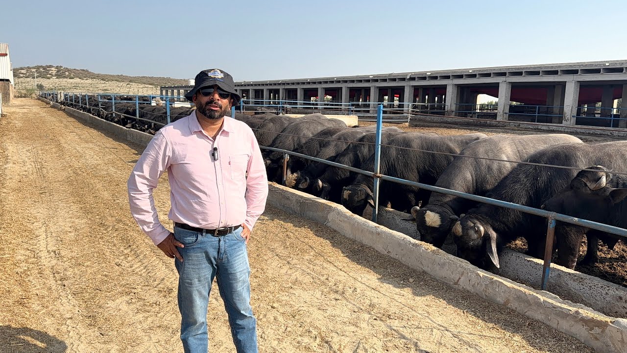 Pakistan Biggest Kata Farm of 1000 Buffalo Bulls for Qurbani at Samson Agro Farm | Farming Business