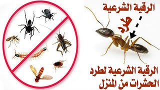 الرقية الشرعية لطرد الحشرات من المنزل والتخلص منها نهائيا
