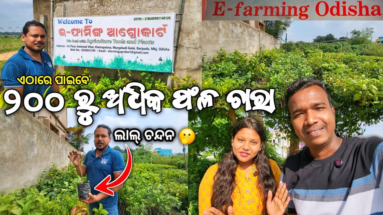 ମିଳିଗଲା ନାଲି ଚନ୍ଦନ ଗଛର ଚାରା 😃 | ୨୦୦ ରୁ ଉର୍ଦ୍ଧ Exotic ଗଛର ଚାରା ପାଇବେ ଏଠି | Best Nursery In Baripada