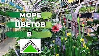 Комнатные Растения в Леруа Мерлен » Февраль 2022 » Обзор Цветочного Магазина