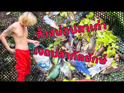 ล้างบ่อปลาเก่า เจอปลากัดยักษ์ในบ่อใหญ่ คัดปลากัดตัวใหญ่ไปเลี้ยงในบ่อปลาหางนกยูง?