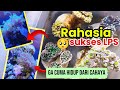 Rahasia Cara Hidup Coral LPS Yang Sering Disepelekan