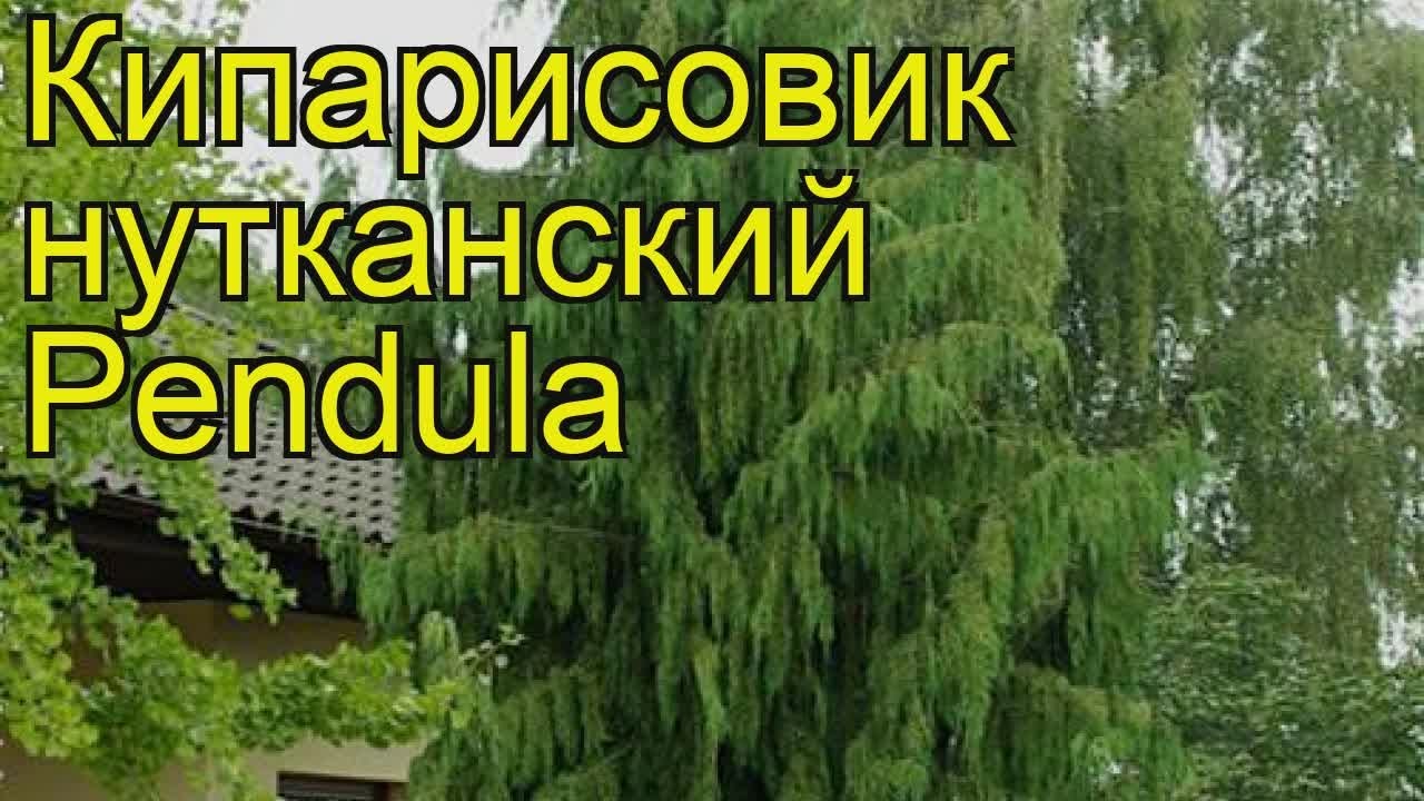Кипарисовик нутканский Пендула. Краткий обзор, описание chamaecyparis ...