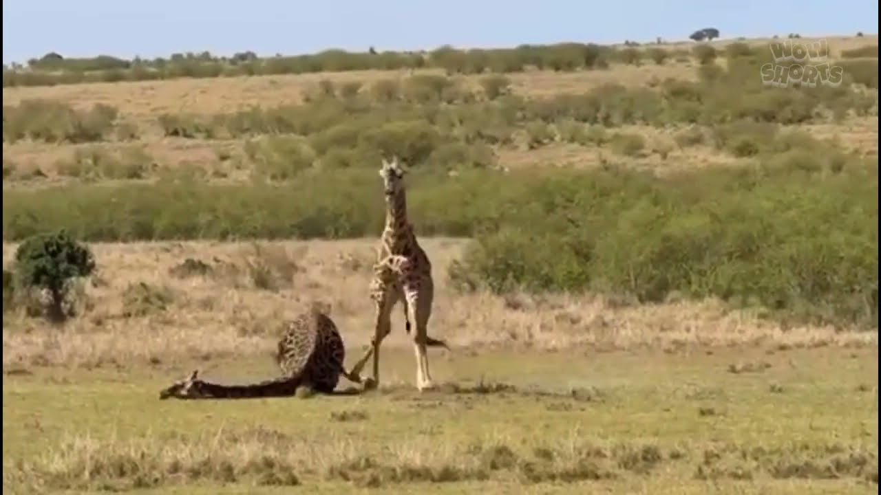 Two Giraffes Fight for Dominance — One Falls Forever, image size:1280x720