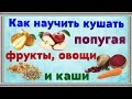 Как научить попугая кушать фрукты, овощи, проростки и каши. Ошибки, которые делают многие.