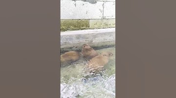 The baby capybaras sneak away from their mother to play in the water #capybara #animals #cute