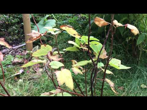 Video: Hur man bearbetar vinbärsbuskar från bladlöss