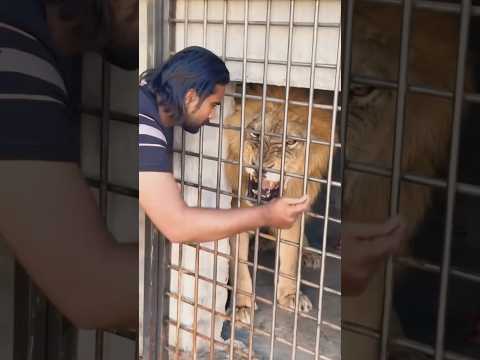 🦁🔥 A lion attack: vengeance, freedom, and the untamed power of wild nature! #lion #lionattack