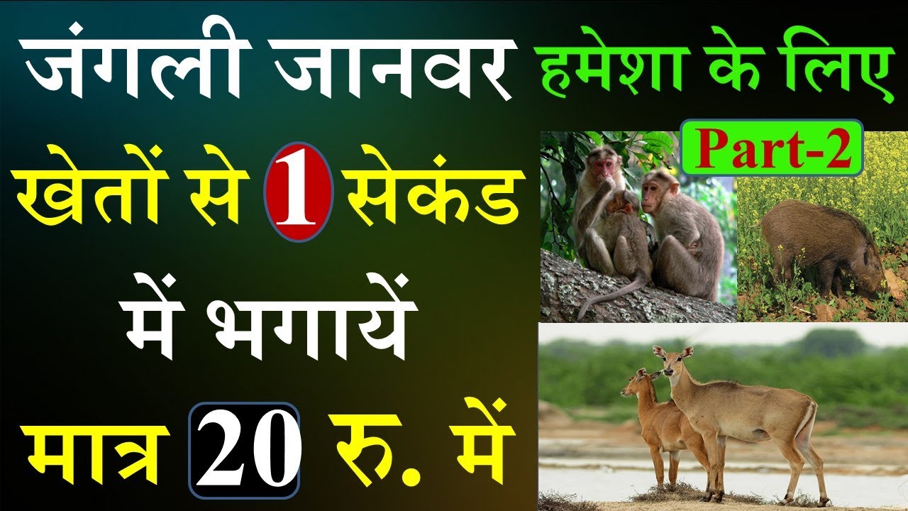जंगली जानवर (नील गाय-जंगली सूअर-बंदर-पक्षी) 1 सेकंड में हमेशा के लिए भगायें मात्र 20 रु. में