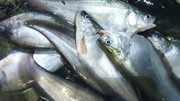 mùa này thả lưới sông cá thác lác to /118/#sanbatthuysan  chủ nhật.4.7 fishing