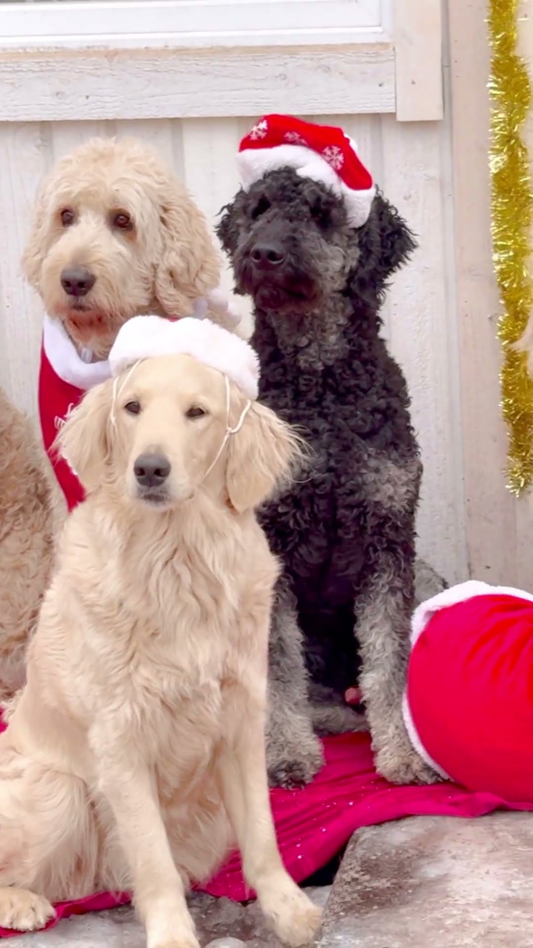 A Pack of Dogs Dressed Up for Christmas || ViralHog