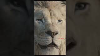 There will be one lion king 'Mufasa The Lion King' #shorts