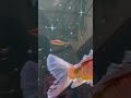 Mèo mewo méo #xuhuongyoutube #viral #aquarium
