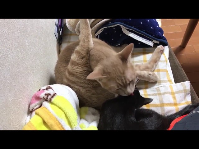 子猫よ、どこを舐めている・・・