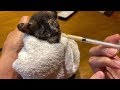 【子猫を保護】②親からはぐれた子猫 病院に連れて行きました。