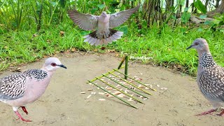 Dove Hunter || How to make a Dove trap using Bamboo