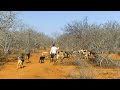 Ovelhas do Sertão, Histórias e Documentários do Sertão Nordestino Brasileiro Sertão Black