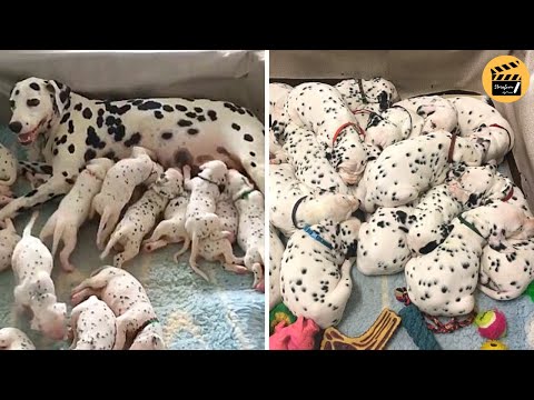 Video: Dalmatian ит породасы гипоаллергендик, ден-соолук жана өмүрдүн узактыгы