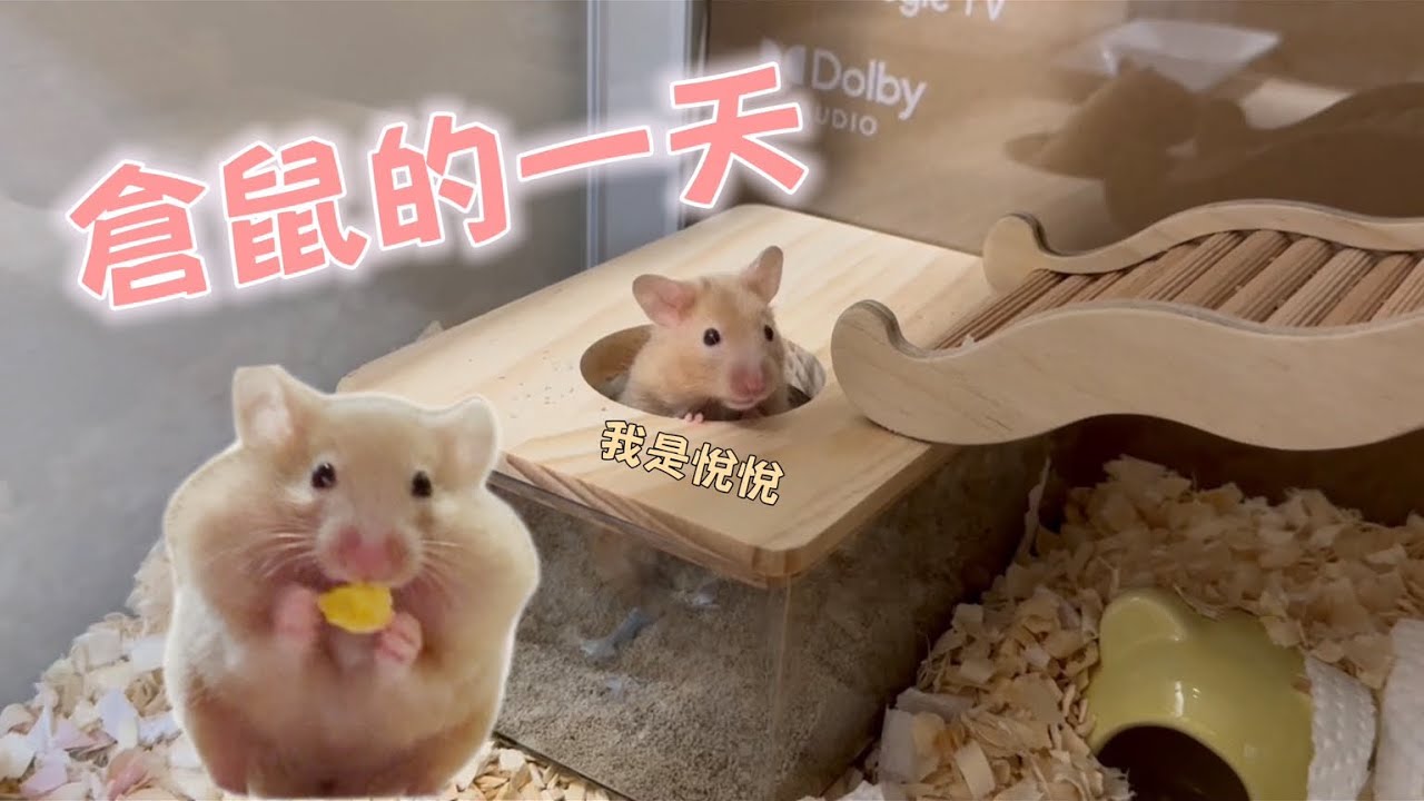 【倉鼠的一天】沈浸式觀賞悅悅生活 #倉鼠 #寵物友善日常  #hamster #pets #animals