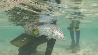 Bluefin Trevally in the Maldives