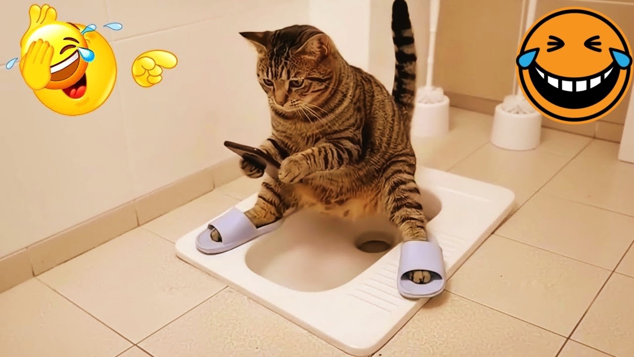 Try Not To Laugh 🍊 Funniest Cats & Dogs 😻 Funny Animals