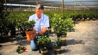 How to Prune Potted Gardenias Indoors & Outdoors : Garden Savvy