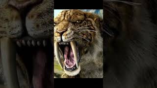 som do tigre dente de sabre explore