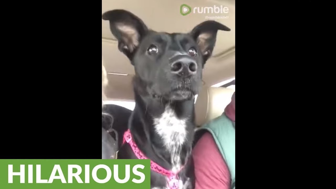 videos for cats Dog totally loses her mind after realizing she's at the park